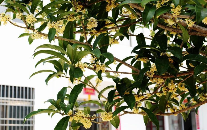 县长张劲松视察水吼生态景区节庆游(图6)