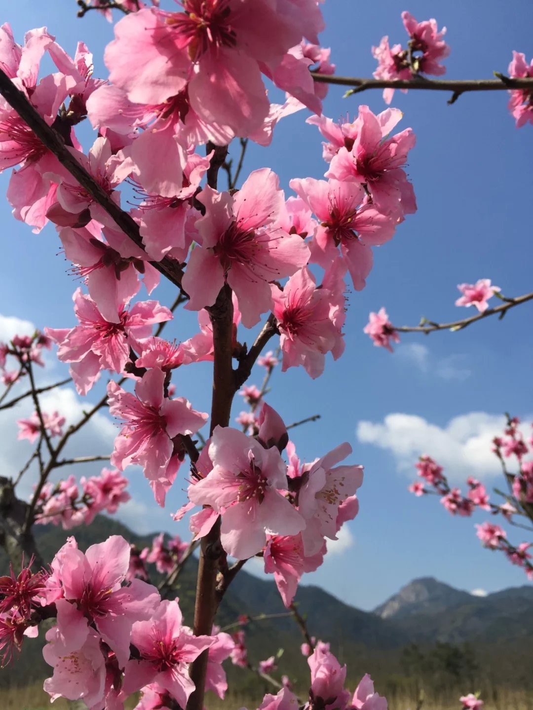 春游白马潭，看田园风光，红情绿意，鸟语花香(图1)