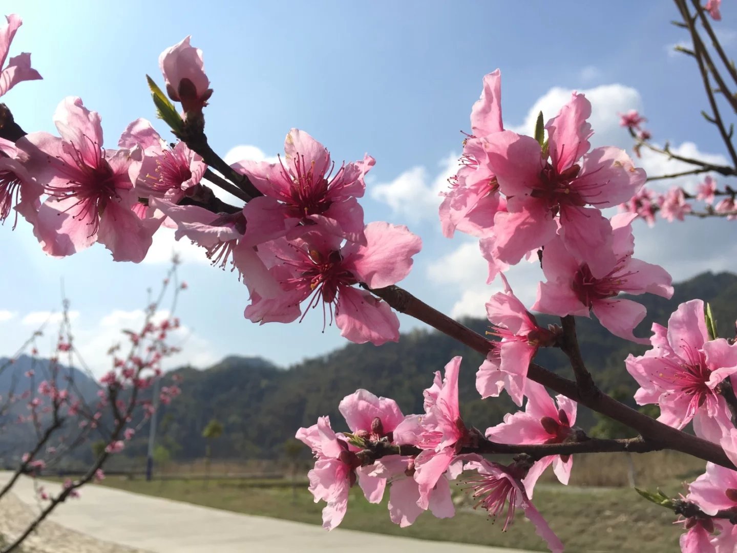 春游白马潭，看田园风光，红情绿意，鸟语花香(图2)