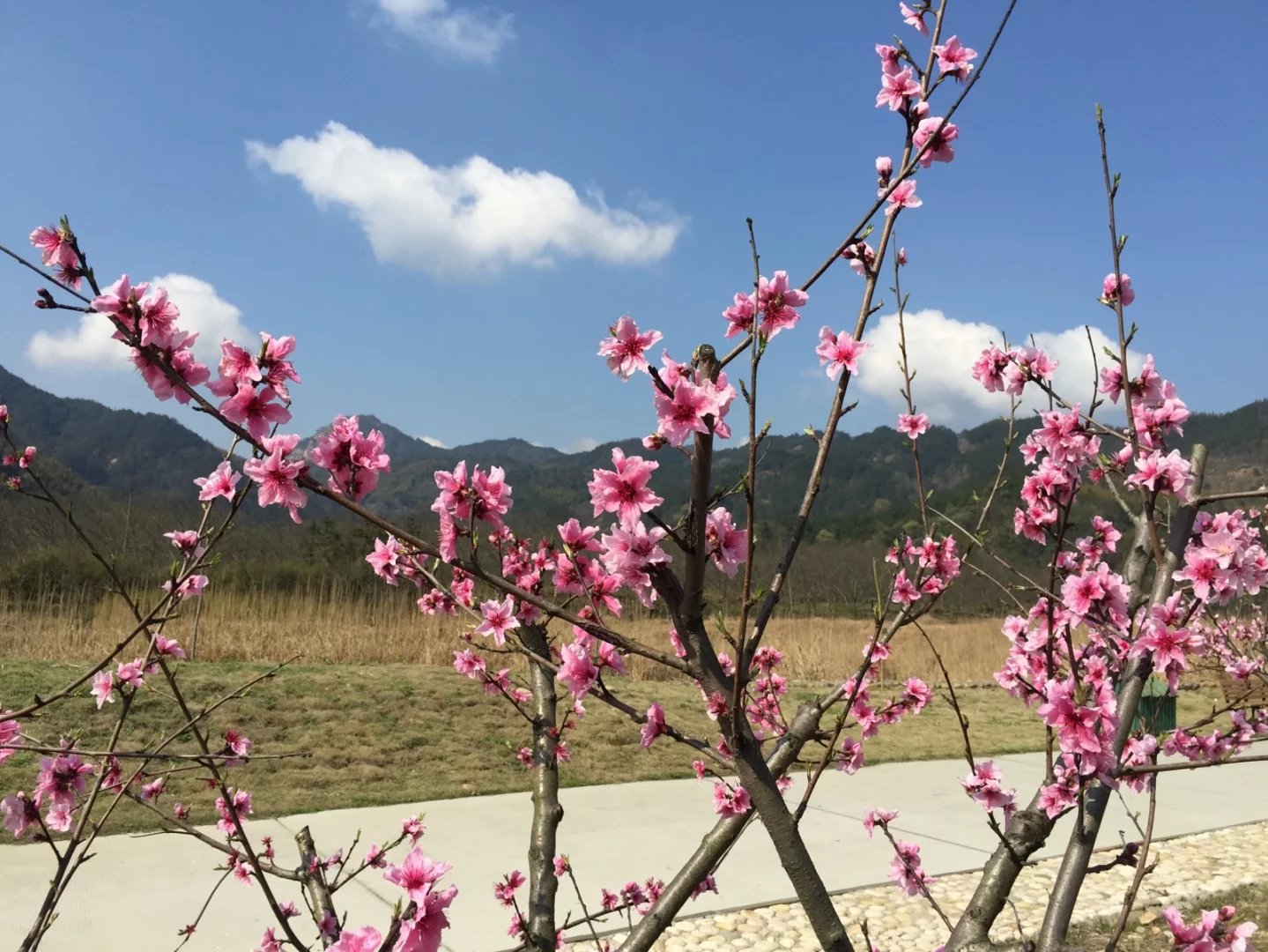 春游白马潭，看田园风光，红情绿意，鸟语花香(图3)