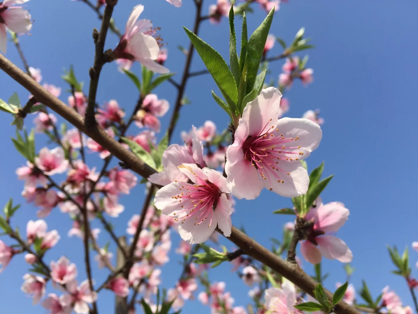 春游白马潭，看田园风光，红情绿意，鸟语花香(图6)