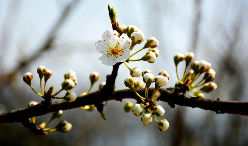 花季白马潭，邀您“拍拍游”(图7)